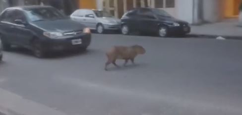 Sorpresa en Recoleta: apareció un carpincho caminando por la calle