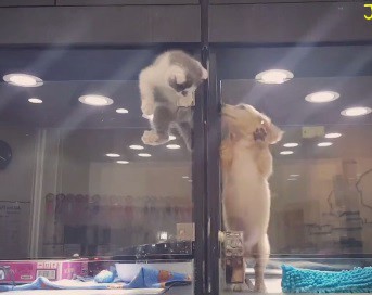 Un perro y un gato demuestran que la amistad no tiene barreras