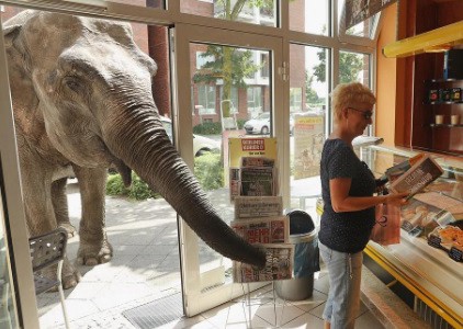 Video: una elefanta suelta en las calles de Berlín
