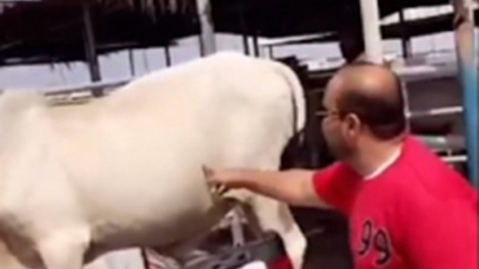 Video: mirá lo que te puede pasar si le hacés cosquillas a una vaca