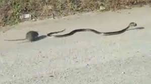 Video impactante: la mama rata que defiende a su cría del ataque de una serpiente