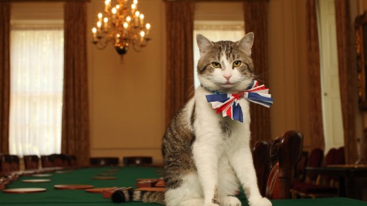 David Cameron se va pero deja a su gato Larry en la sede del gobierno británico en Downing Street