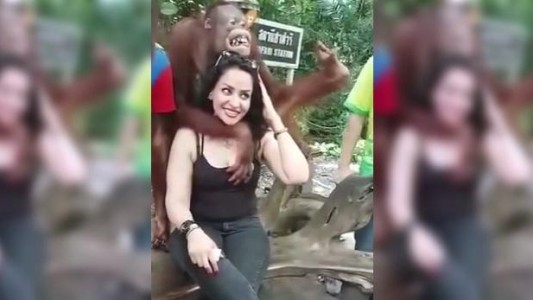 El orangután que se puso demasiado cariñoso con una mujer
