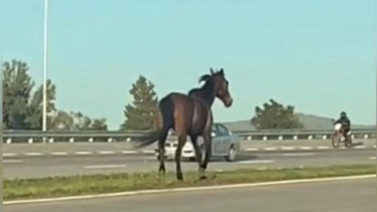 Video: un caballo suelto causó miedo en Córdoba