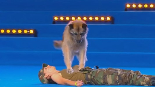 Video: Arrasa con todos los premios el perro italiano que sabe hacer RCP