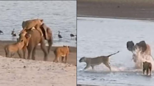 La terrible pelea entre un pequeño elefante y 14 leones