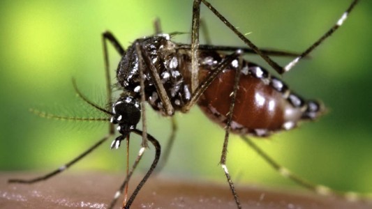 Confirmaron el primer caso de dengue autóctono en la provincia de Buenos Aires