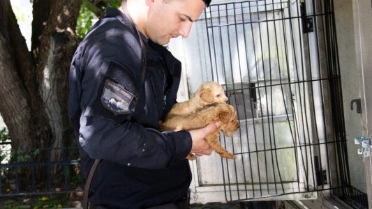 Rescataron a casi 60 caniches en una vivienda que funcionaba como criadero ilegal