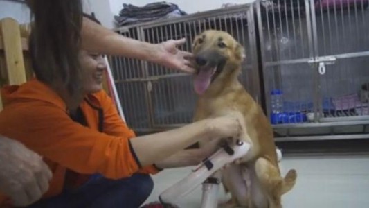 Video: la felicidad del perro que recibe dos prótesis de sus patas