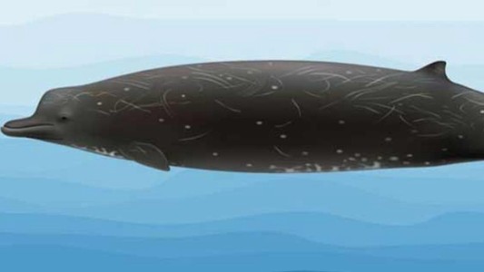 Esta es la nueva y extraña especie de ballena descubierta en Alaska