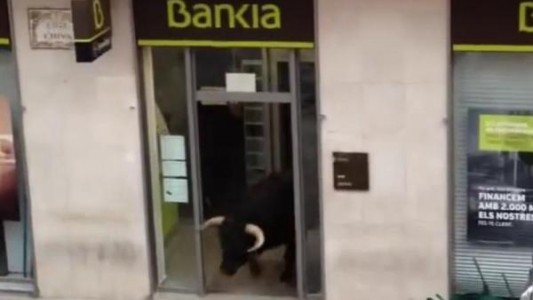 Valencia: Un toro furioso se refugió de las corridas en un cajero automático