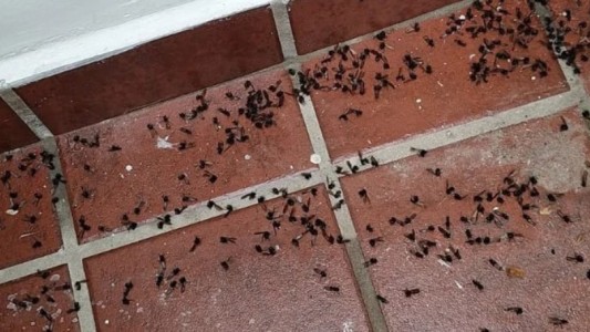 Sorpresa: invasión de hormigas voladoras en el AMBA