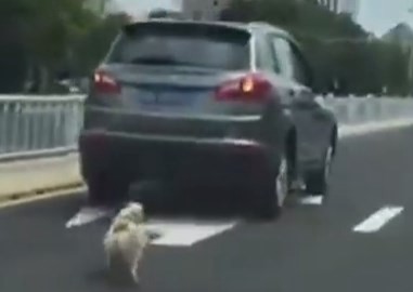Arrastró a su perro con el auto hasta matarlo y casi lo linchan