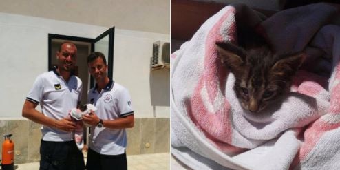 Video: "¡Respira, respira!", dice un policía que aplica RCP a un gatito ahogado