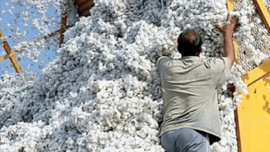 Algodonera del grupo Vicentin se presentó en concurso de acreedores