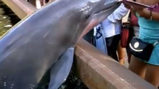 Video: el delfín que le roba el iPad a una mujer mientras le sacaba una foto