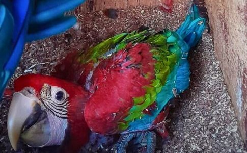 #NoSoyMascota: buscan desalentar la demanda de fauna silvestre como animales domésticos