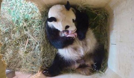 Una panda da a luz a mellizos en zoo de Viena