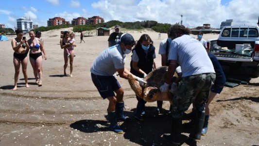 Rescatan y regresan al mar una tortuga cabezona de 130 kilos y más de 1 metro de longitud
