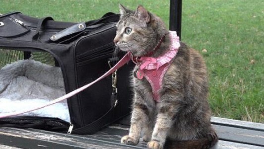 Experimento social: si una chica, un chico, un perro y un gato son abandonados en un parque, ¿a quién rescatan primero?