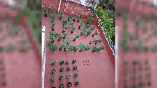 Desmantelaron una plantación de cannabis en un departamento en Villa Urquiza