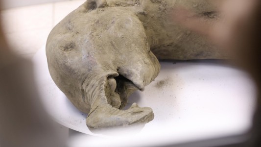 Exponen un pequeño mamut casi intacto de más de 50.000 años