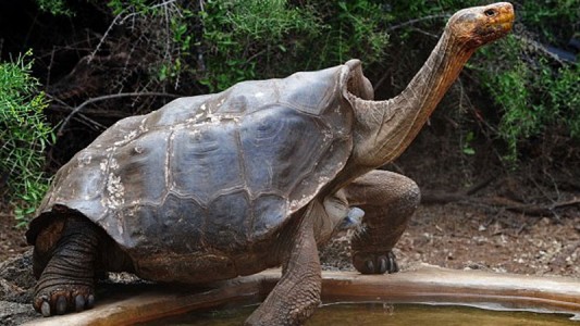 La historia de "Diego", el tortugo que tuvo mucho sexo para salvar a su especie