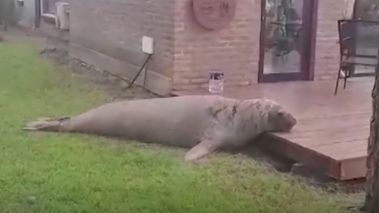 Video: un elefante marino suelto en Mar de las Pampas