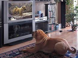 Qué ven los perros cuando miran televisión