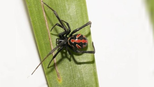 Lo picó una “viuda negra” y se salvó tras recibir el antídoto