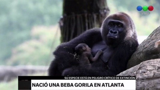 Nació una beba gorila en Atlanta