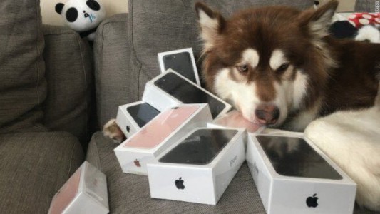 Ama tanto a su perrita que le regaló ocho iPhone 7 para que juegue