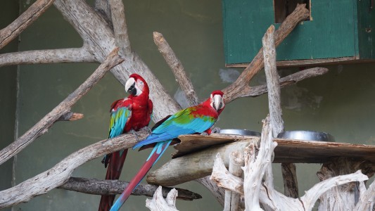 Una guacamaya ciega es acompañada por su lazarillo desde hace 20 años