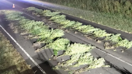 Descubren una plantación de marihuana sobre la banquina de una ruta