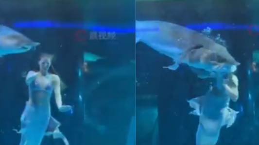 Video: un gran pez atacó a una "sirena" durante un show en un acuario