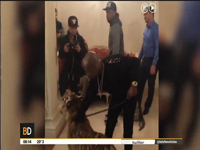 Las mascotas de Floyd Mayweather en un hotel ruso