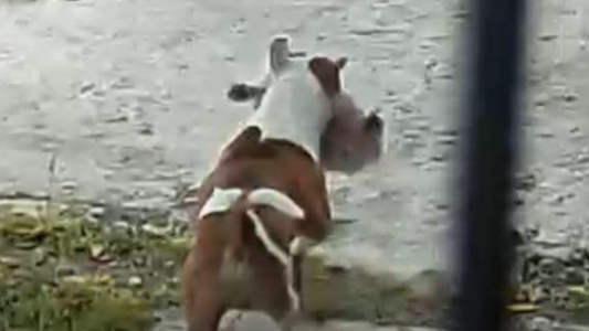 Temor por un pitbull suelto: ya mató a otros dos perros y los dueños no se hacen cargo