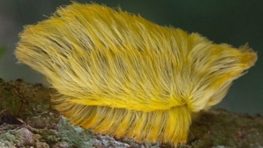 Descubren una oruga tóxica que se parece "al pelo de Donald Trump"