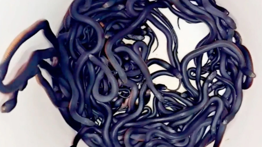 Hallaron 102 serpientes venenosas en el patio de una casa