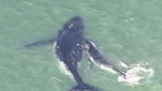 #EsViral Una cría de ballena salva a su madre varada en el litoral