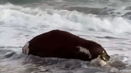 Apareció una vaca muerta en el mar en Las Grutas