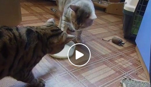Video viral: los dos gatitos que se disputan un plato con leche