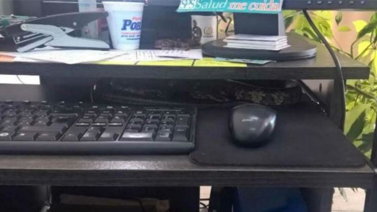 Misiones: fue a trabajar y encontró una víbora en su escritorio