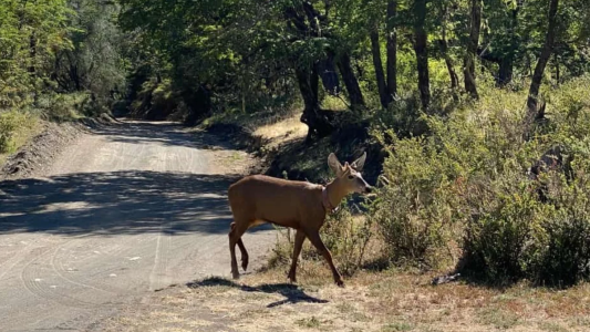 Fotos: después de casi 30 años, se registró un huemul en el Parque Nacional Lanín
