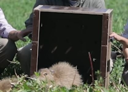 Mes de los humedales: carpinchos, tortugas y un peludo regresan a su hábitat en el delta