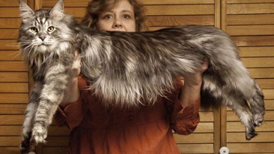 La historia de "Ludo", el gato más largo del mundo