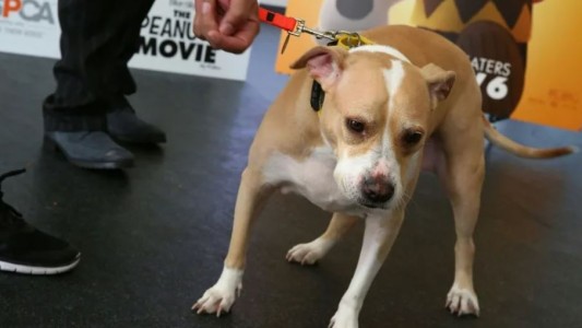 Su perro le disparó por accidente mientras dormía