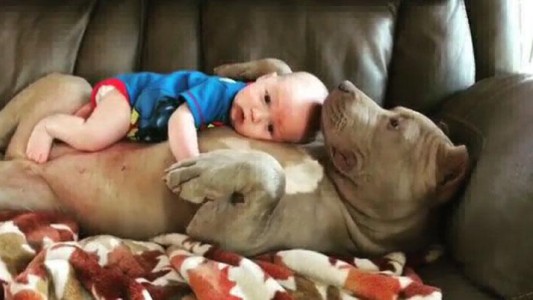 Video: el tierno abrazo de un pitbull y un bebé