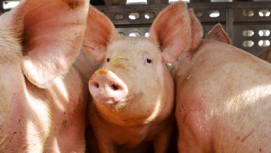 Un matrimonio correntino denunció haber sido esclavizado en un frigorífico en Polonia