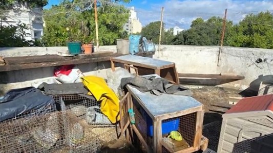 Constitución: Allanan una casa y rescatan animales valuados en 30 mil dólares
